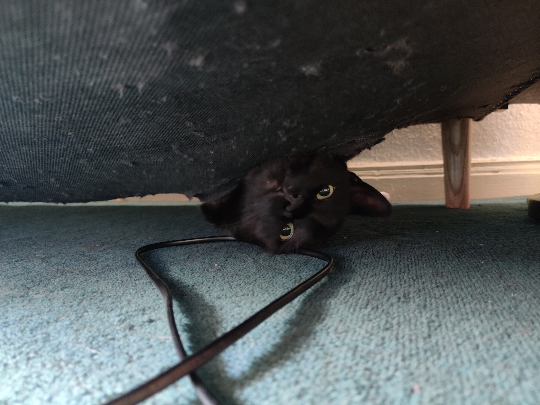 black cat looking curiously out of a sofa 